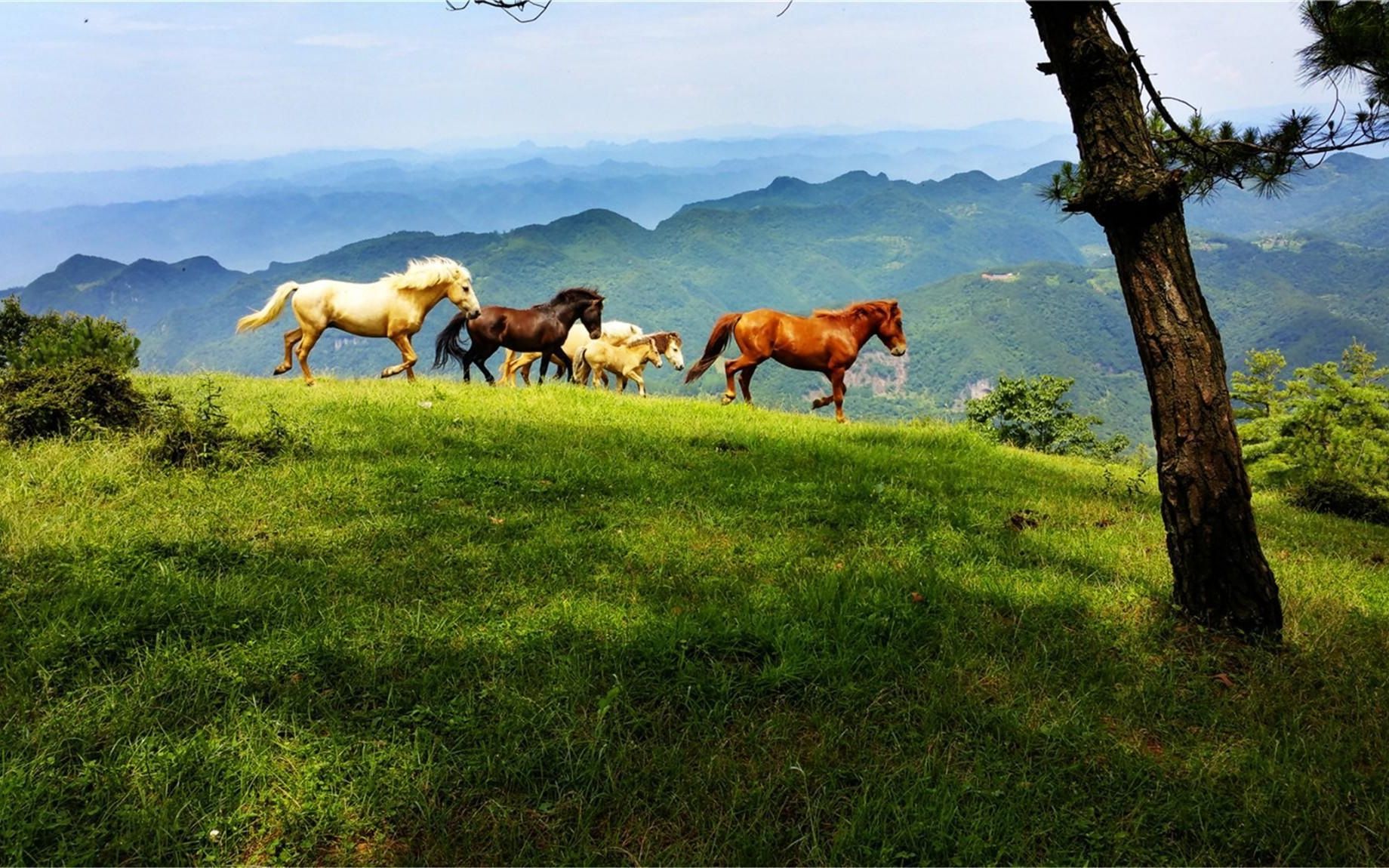 周末旅行11:高山草原 百里荒(补档向)哔哩哔哩bilibili