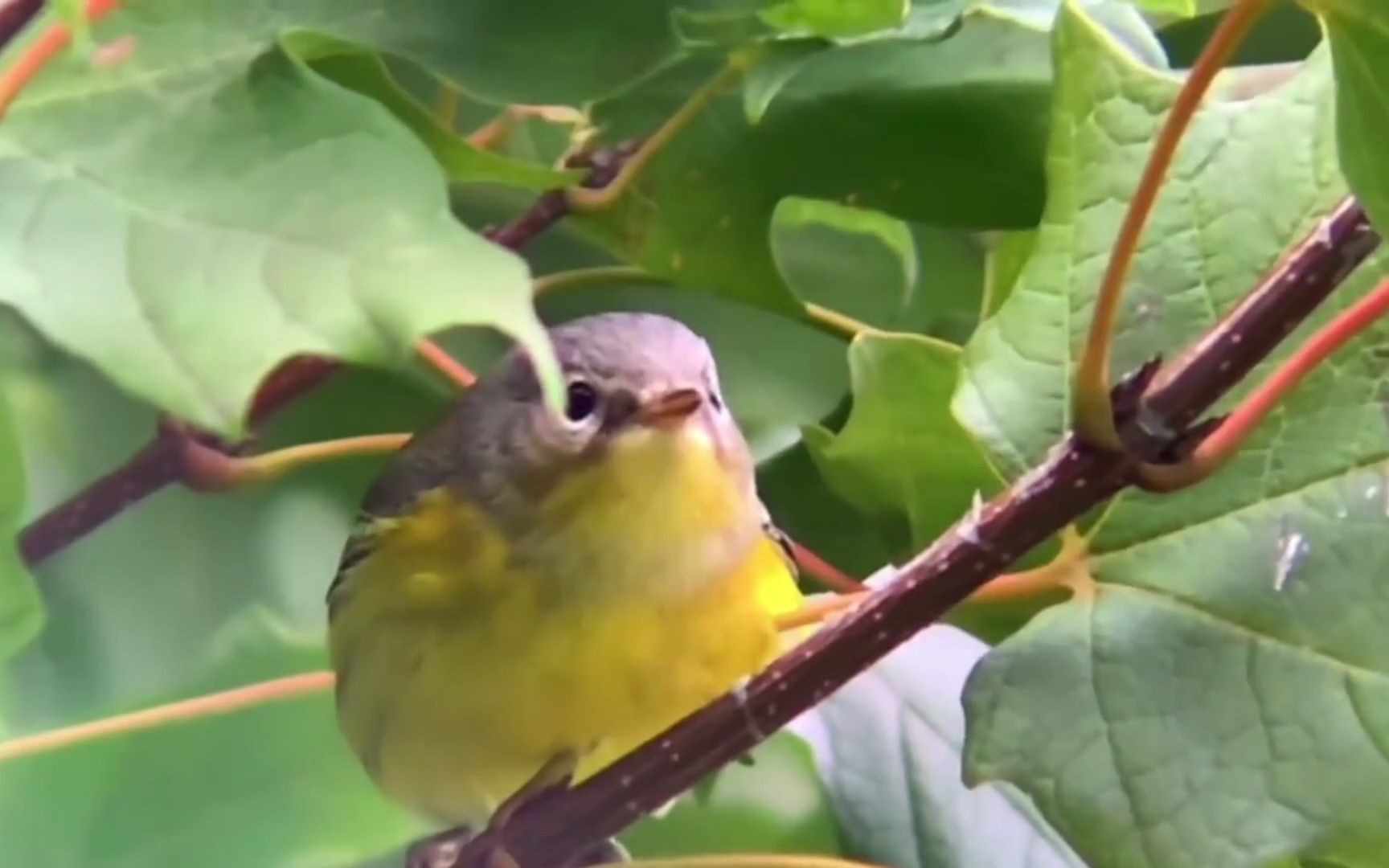 奇妙的鸟:纹胸林莺