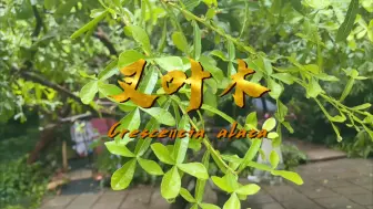 Download Video: 叉叶木Crescentia alata