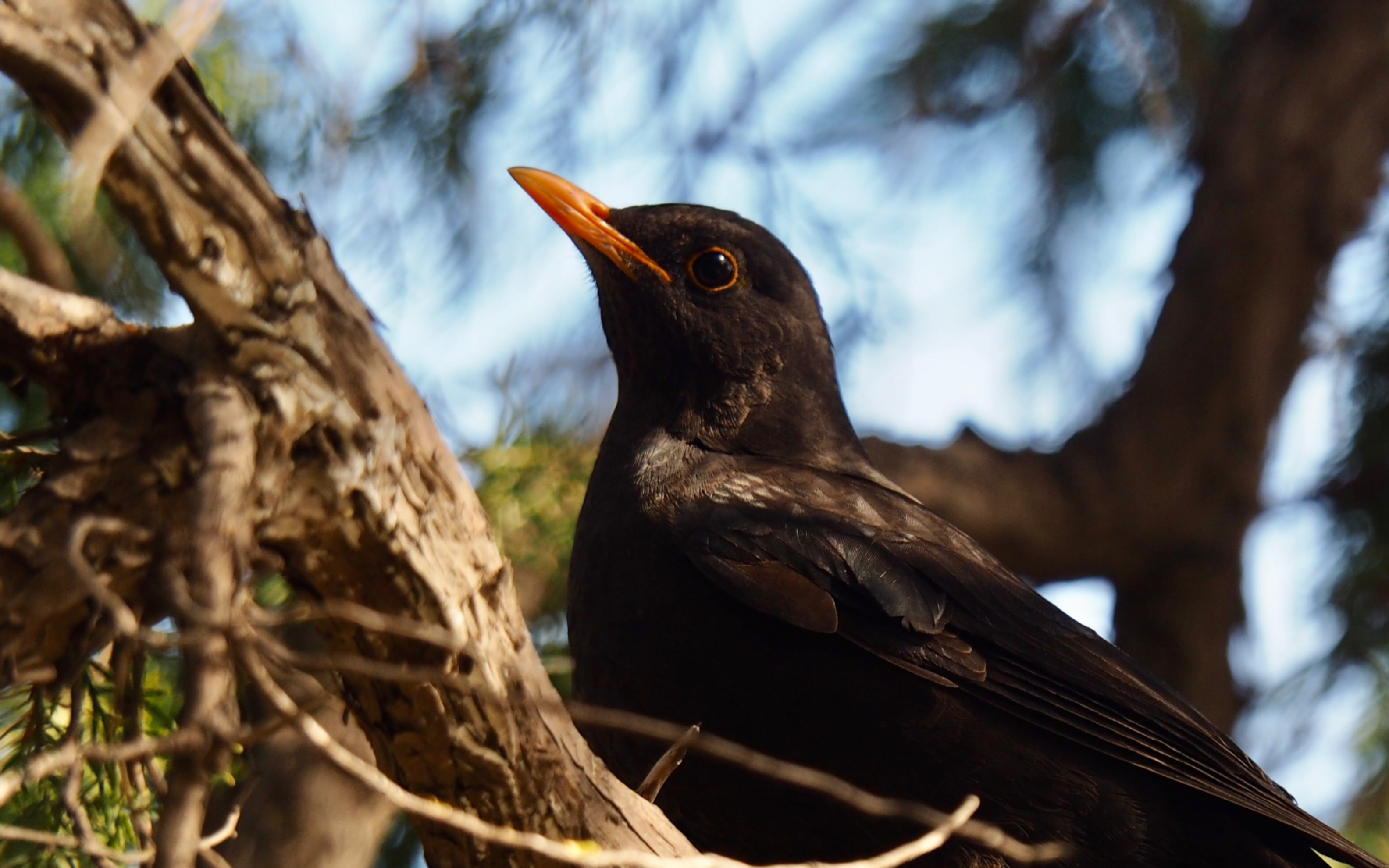 老北京黑鸫地道鸣叫