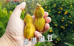 Download Video: 长在树上的冰淇淋！香草味的冰淇淋豆，太神奇了