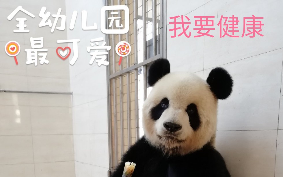 【大熊猫芦芦】除了刻板行为,还口吐白沫!还种公健康!