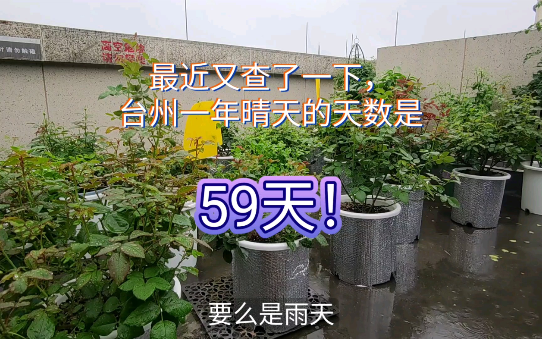 连绵雨天月季花状况频出,解析久雨后突然晒太阳月季的垂头现象哔哩哔哩bilibili