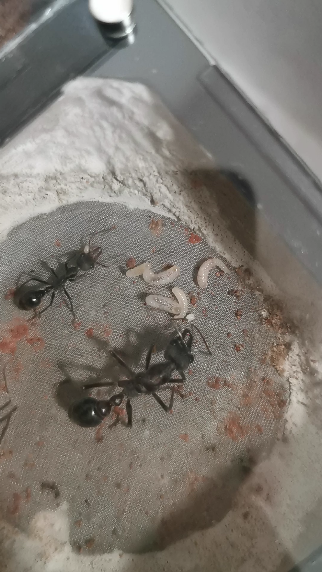 黑梨牛蚁_哔哩哔哩_bilibili