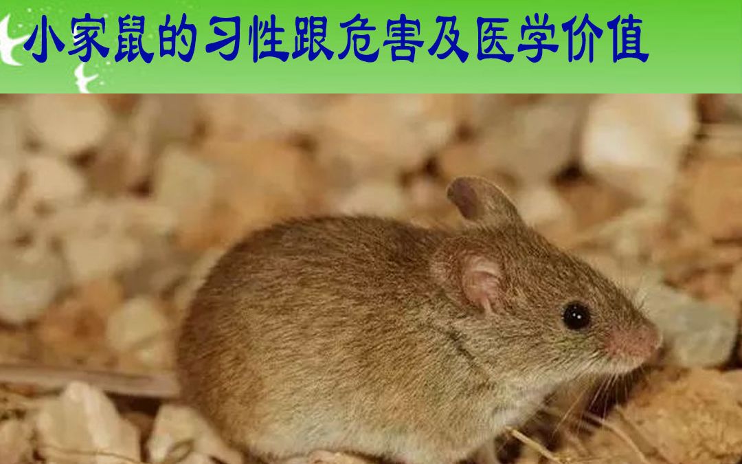 小家鼠的习性跟危害以及医学价值哔哩哔哩bilibili