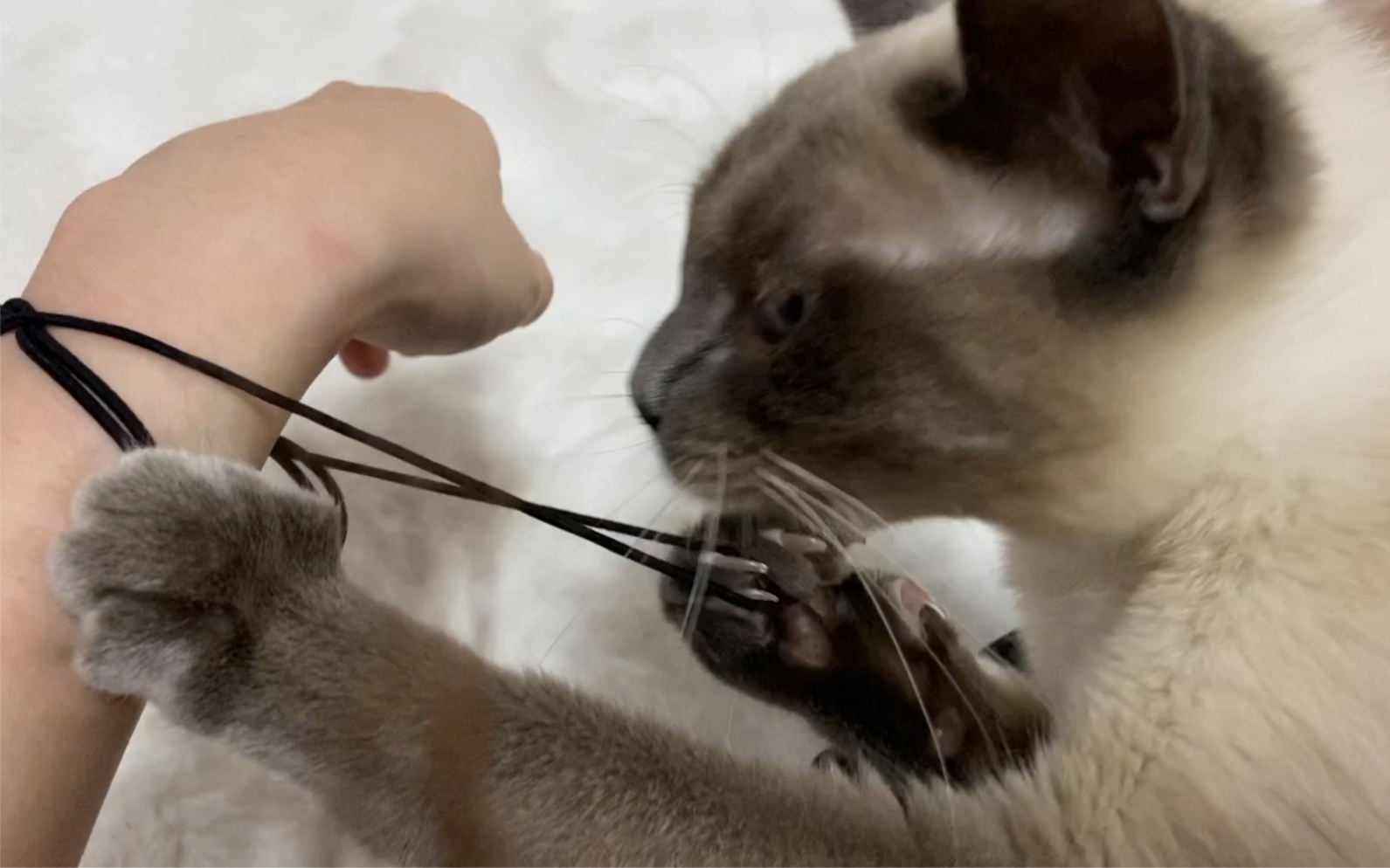 【暹罗猫】当你的猫发现你的手上有橡皮筋时…哭了