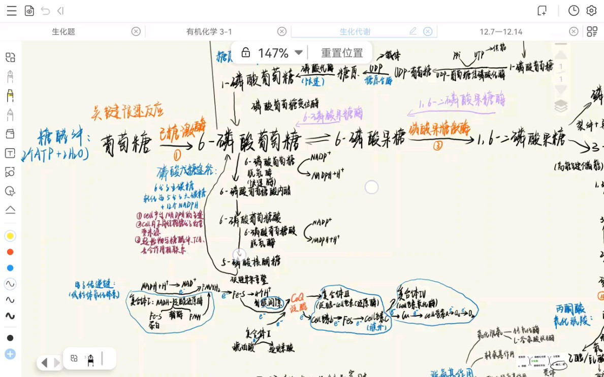 [图]生物化学（糖代谢）思维导图+带背