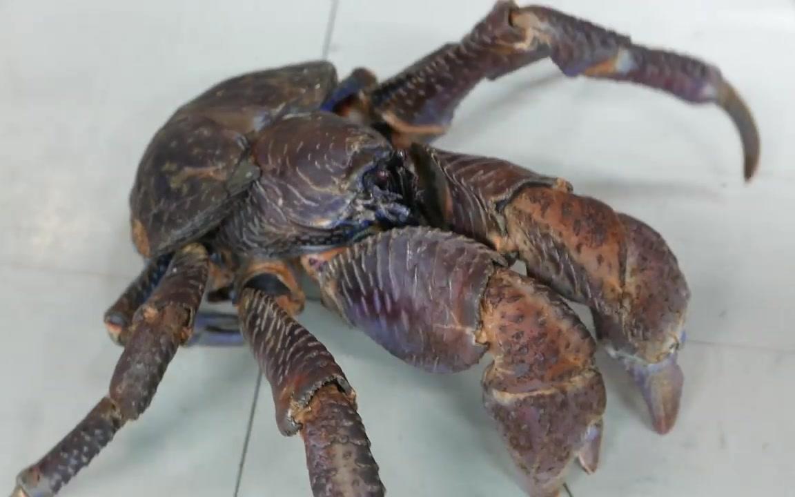 【美食】日本冲绳小吃:大椰子蟹