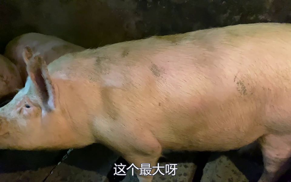 今年猪肉太贵了,一头400斤的猪差不多1万,买一头相当于去年2头