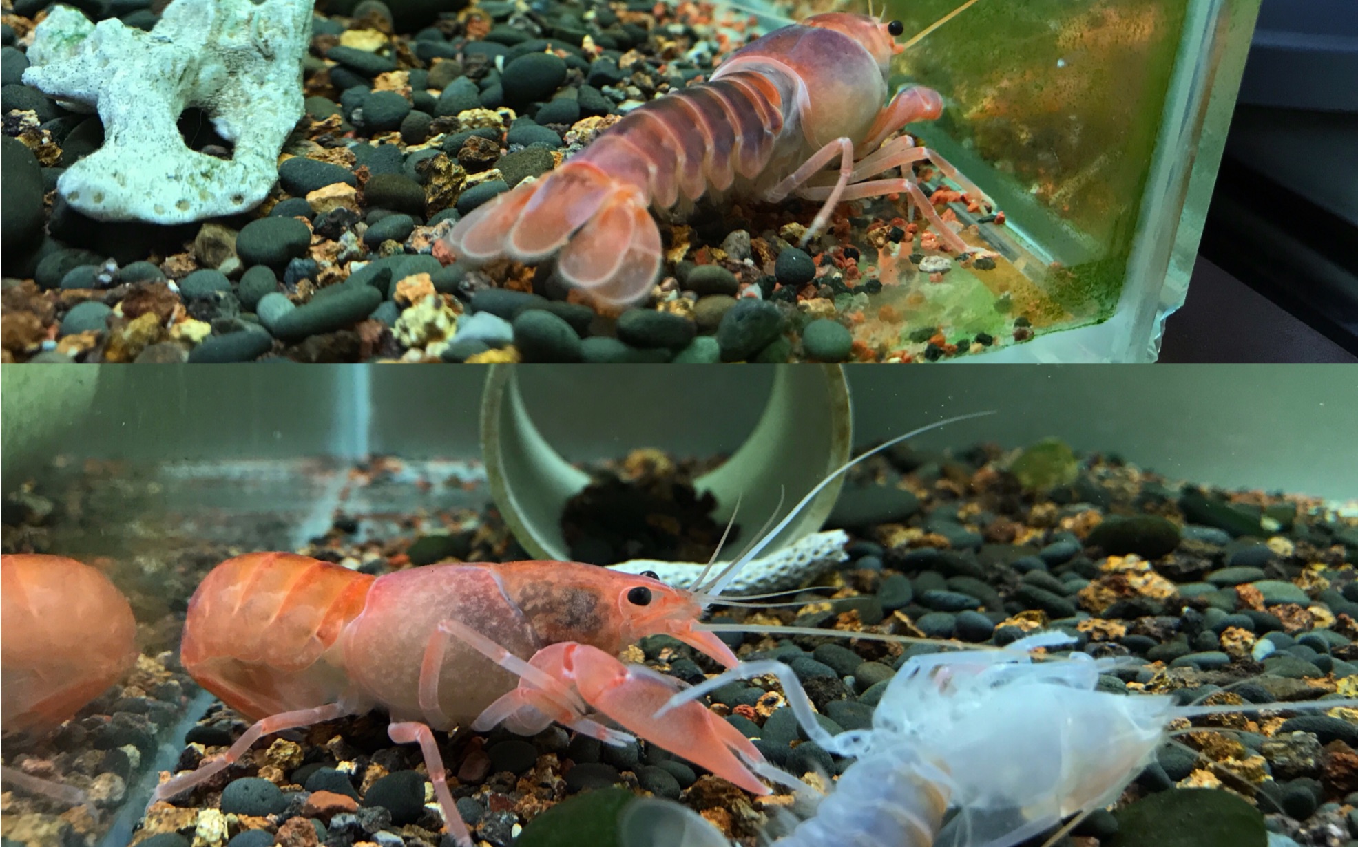 火山破坏者鳌虾蜕壳全过程