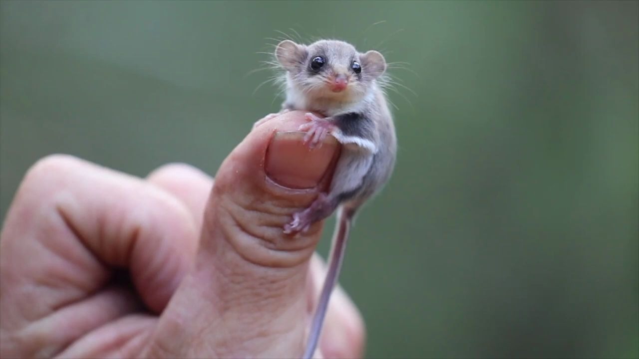 世界上最小的飞鼠