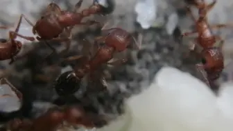 皮氏大头蚁接连逮住两只双隆骨铺道蚁 凭着架势小工还吓跑了其他靠近的双隆骨铺道蚁 哔哩哔哩 Bilibili