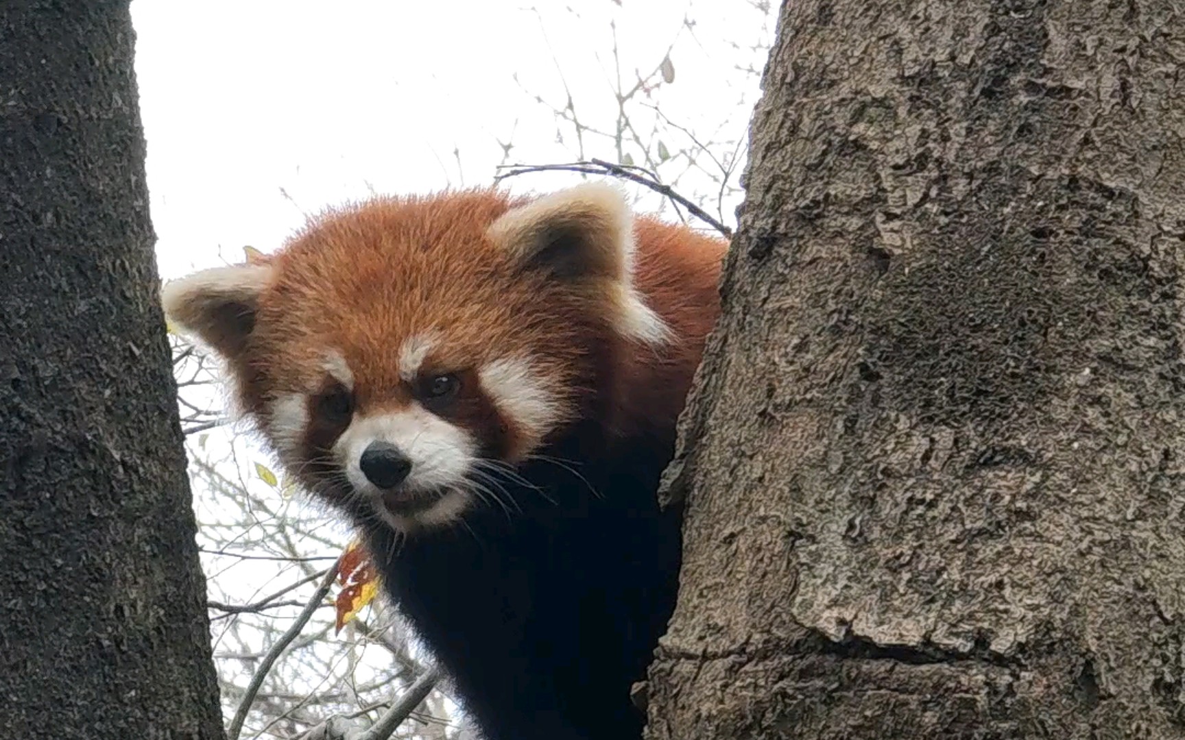 小熊猫性格凶残图片