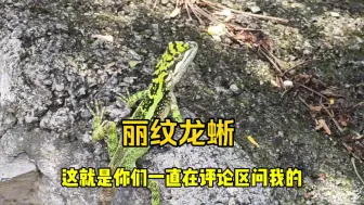 Download Video: 我在四川省乐山市抓蜥蜴，终于遇到了野生状态下超级大的丽纹龙蜥