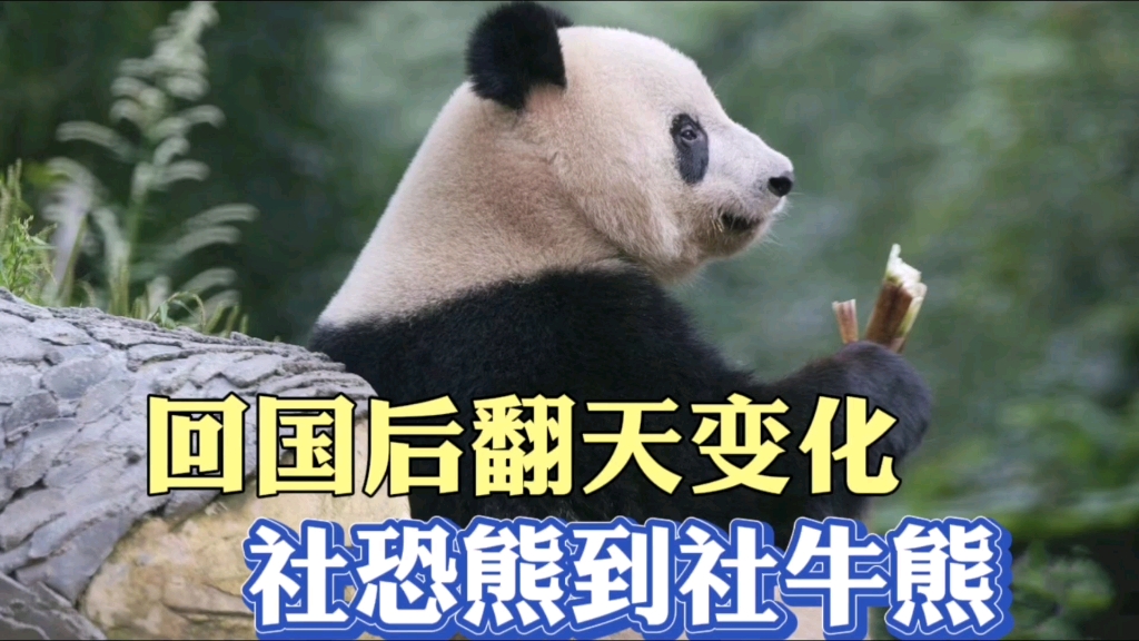 回国后翻天变化,究竟是什么让香香从社恐熊变成社牛熊