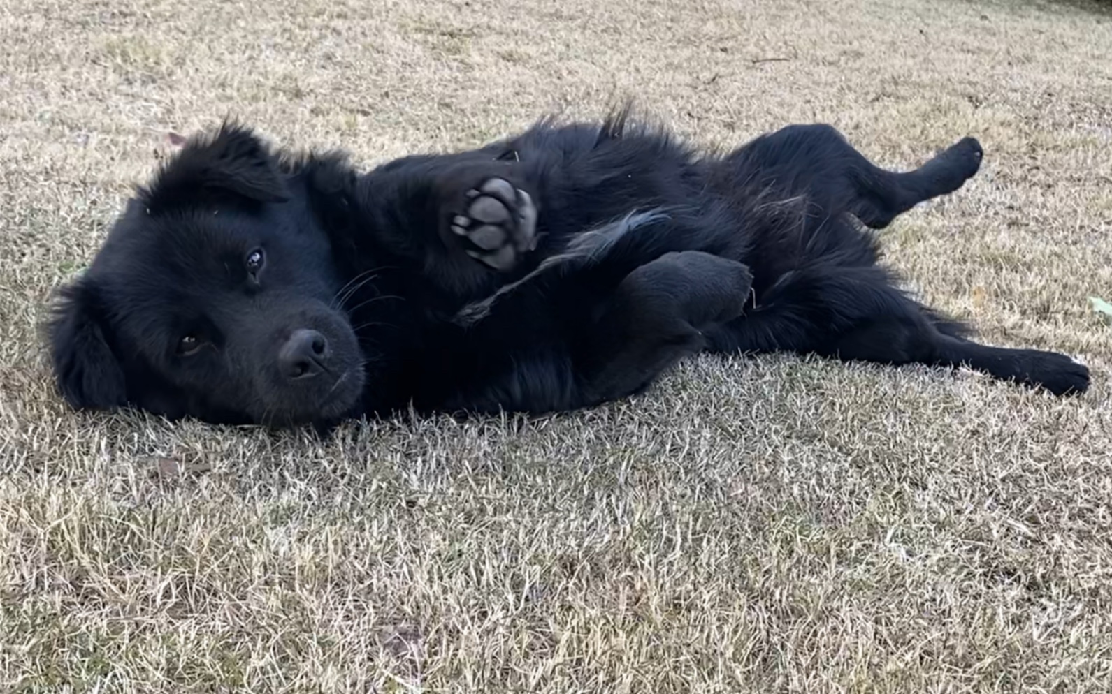 小黑～～～配音是东北普通话和上海普通话battle