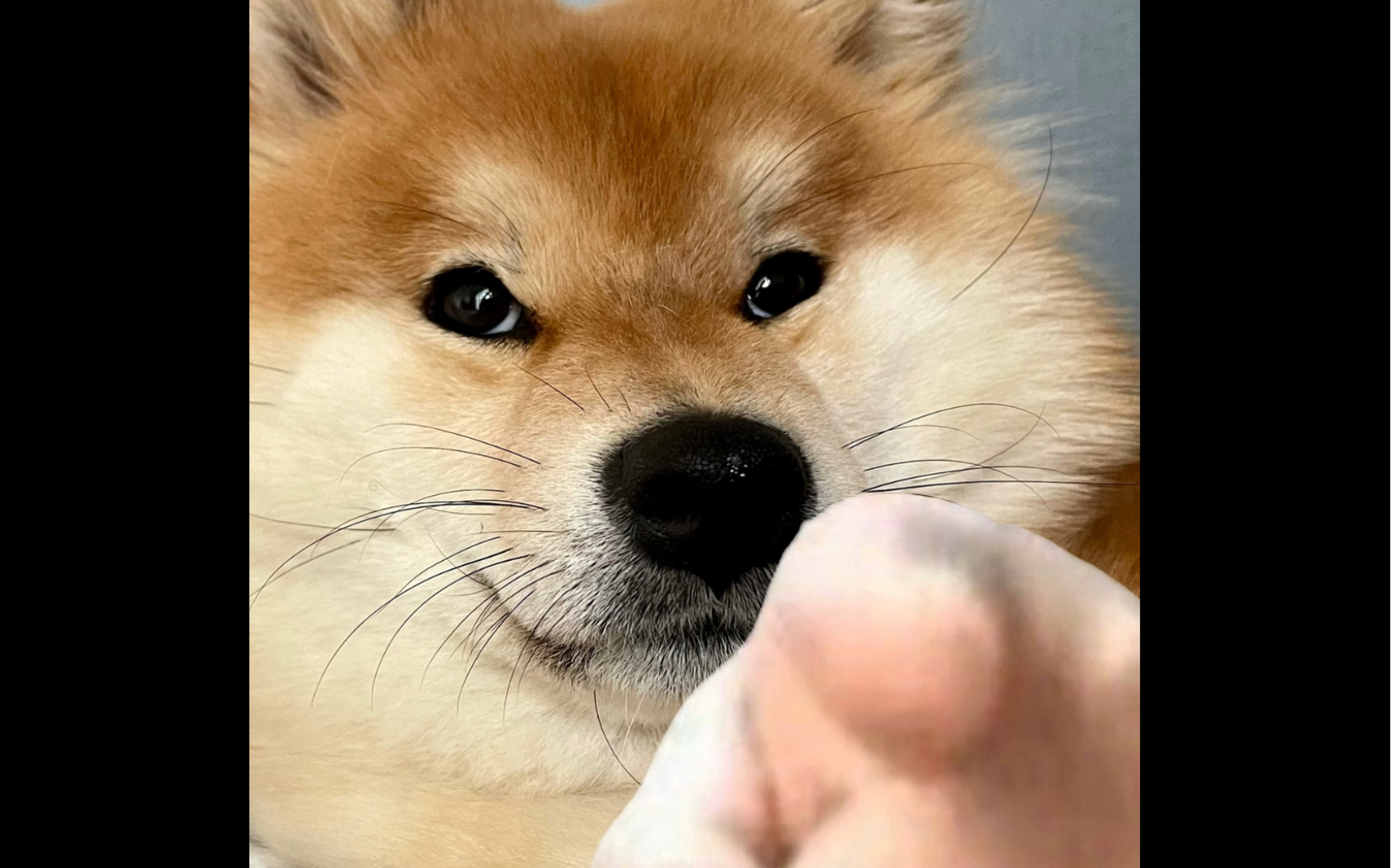 和狗子一起搞搞学术