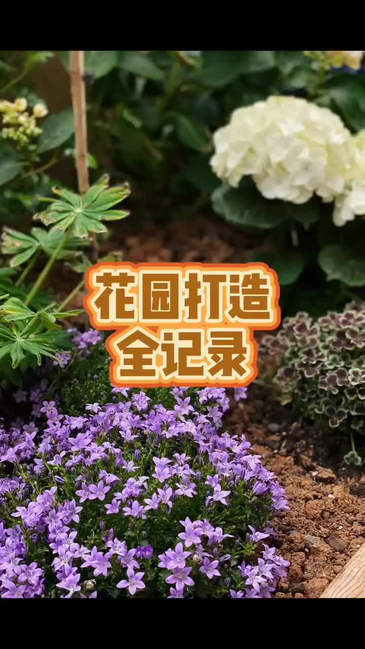 家庭花园打造记录哔哩哔哩bilibili