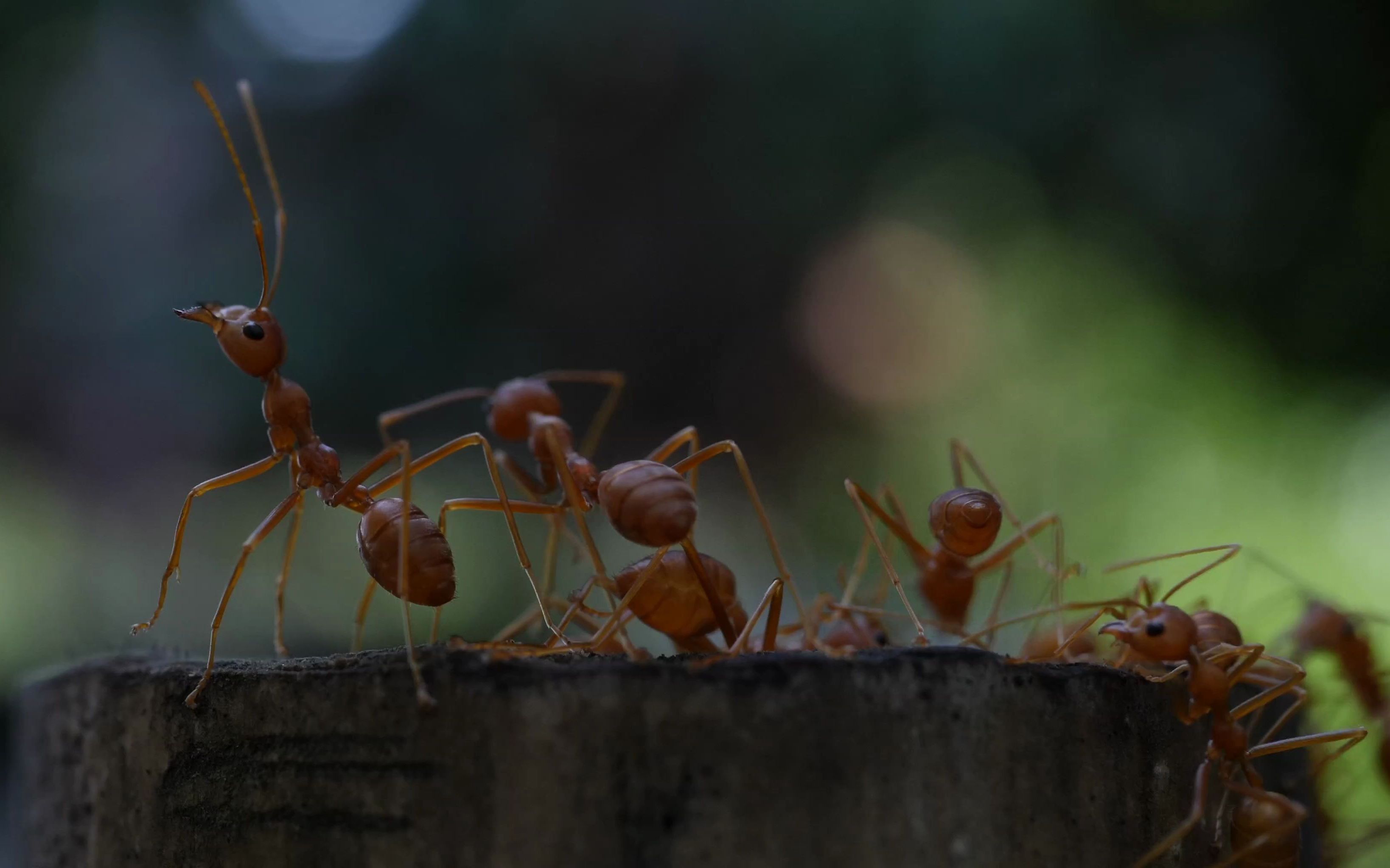 空镜头视频 蚂蚁昆虫动物 素材分享
