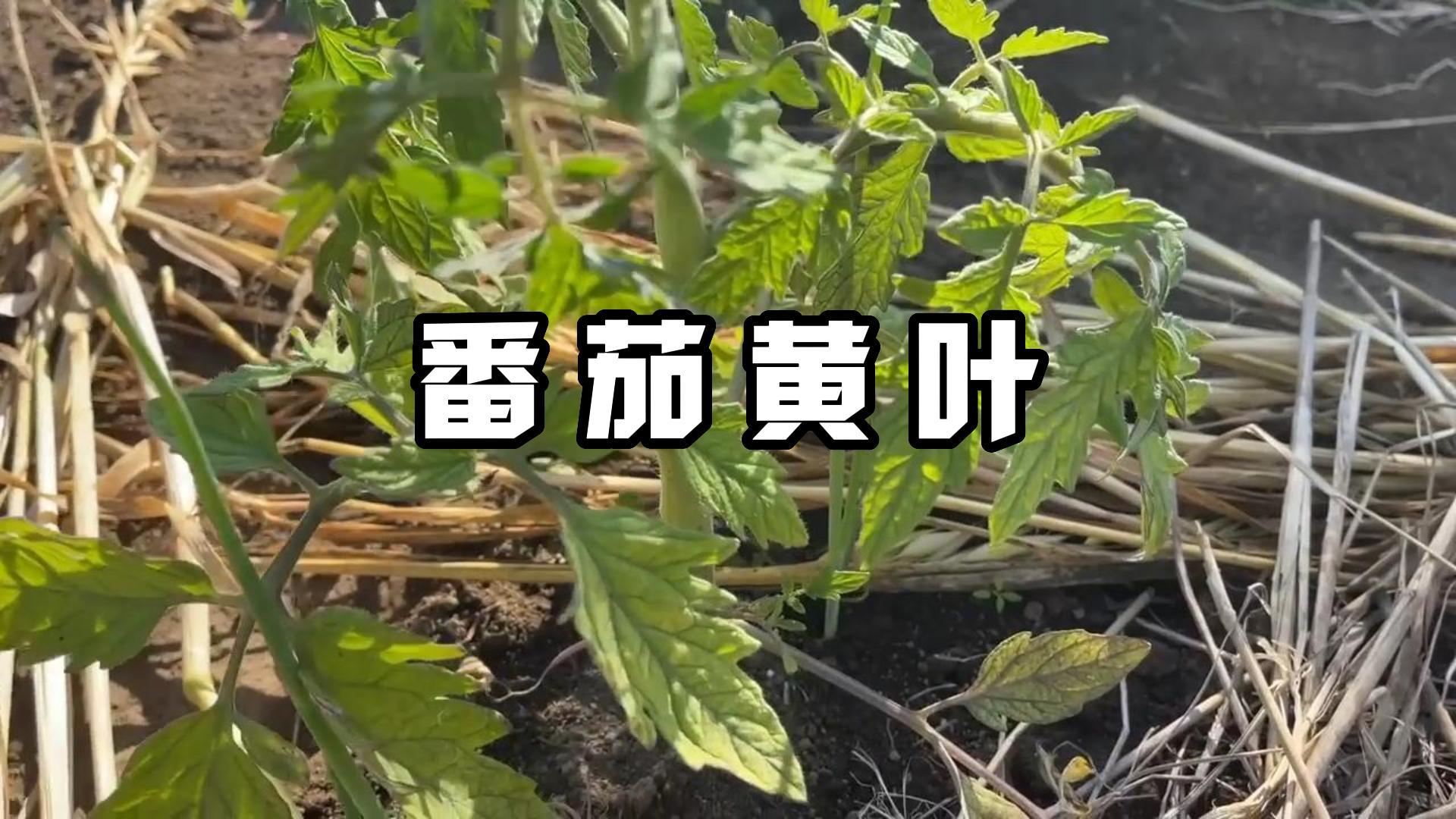 番茄叶子发黄的原因和防治措施哔哩哔哩bilibili