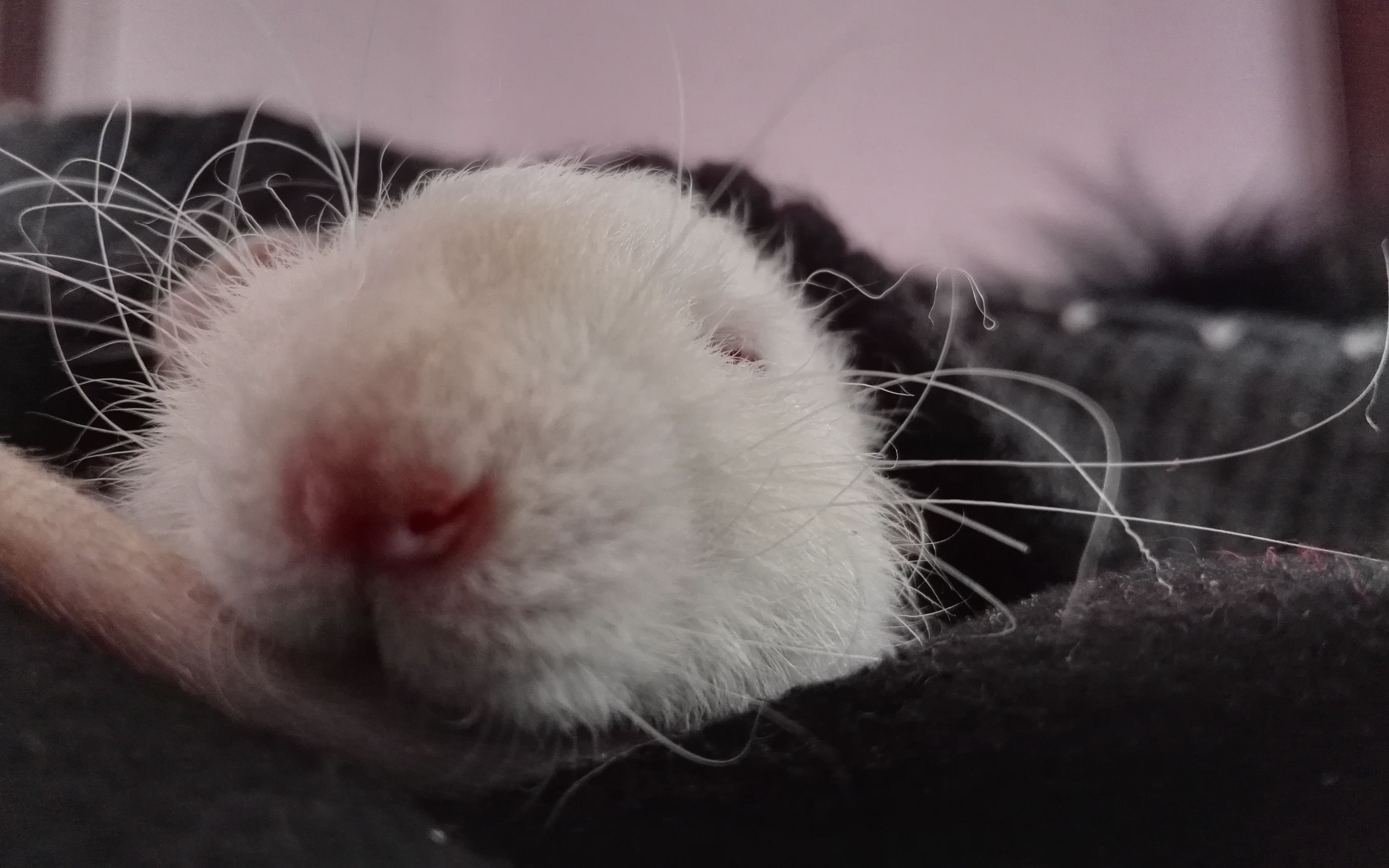 【花枝鼠】球球的日常 这么乖的耗子你敢信?