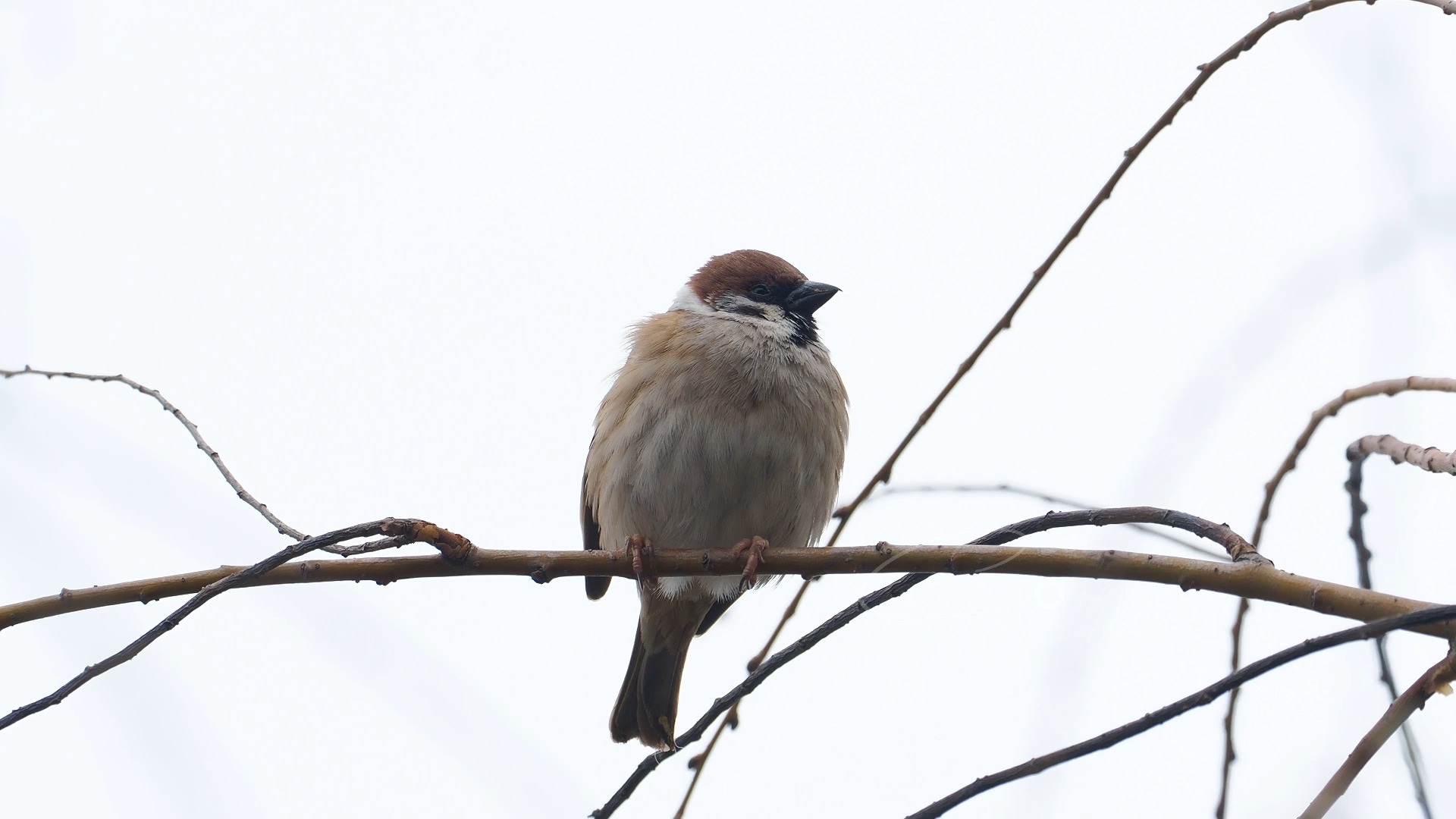 冬日枝头的 "麻薯萌主":小麻雀的呆萌时刻