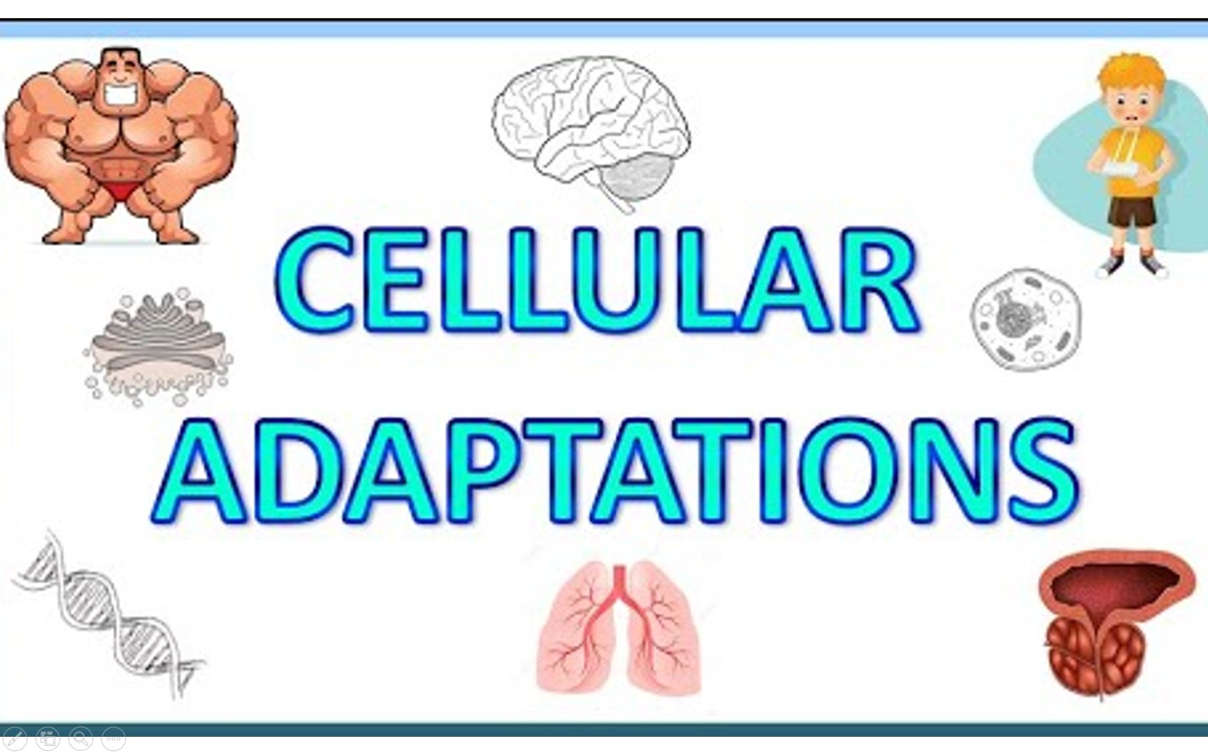 【中英双字】病理学细胞的适应 Cell Adaptation | 医学英语 | Pathology哔哩哔哩bilibili