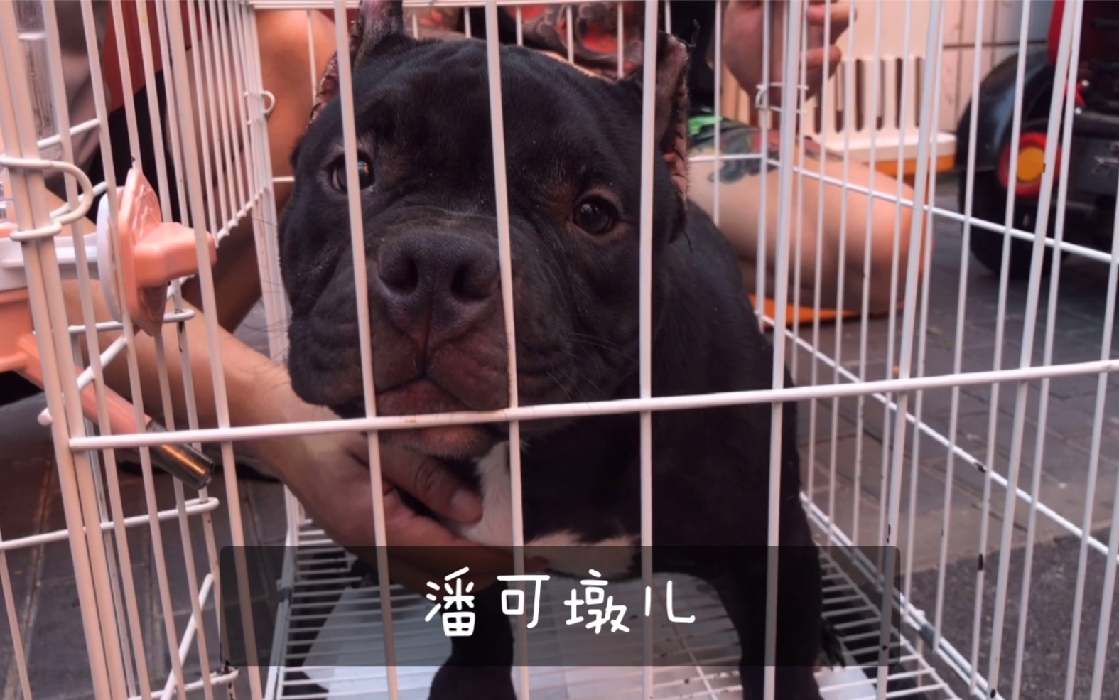 大家好我叫潘可墩儿,是一只小恶霸,以后请多多关照啦_哔哩哔哩 (゜-゜