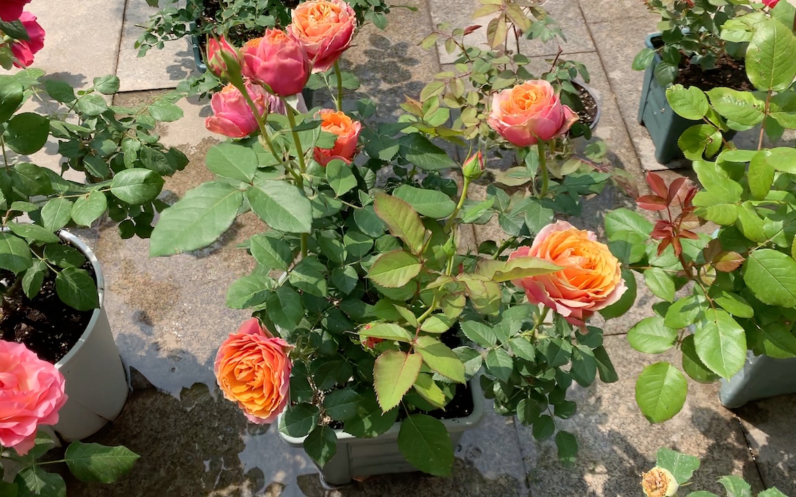 永远的那不勒斯月季