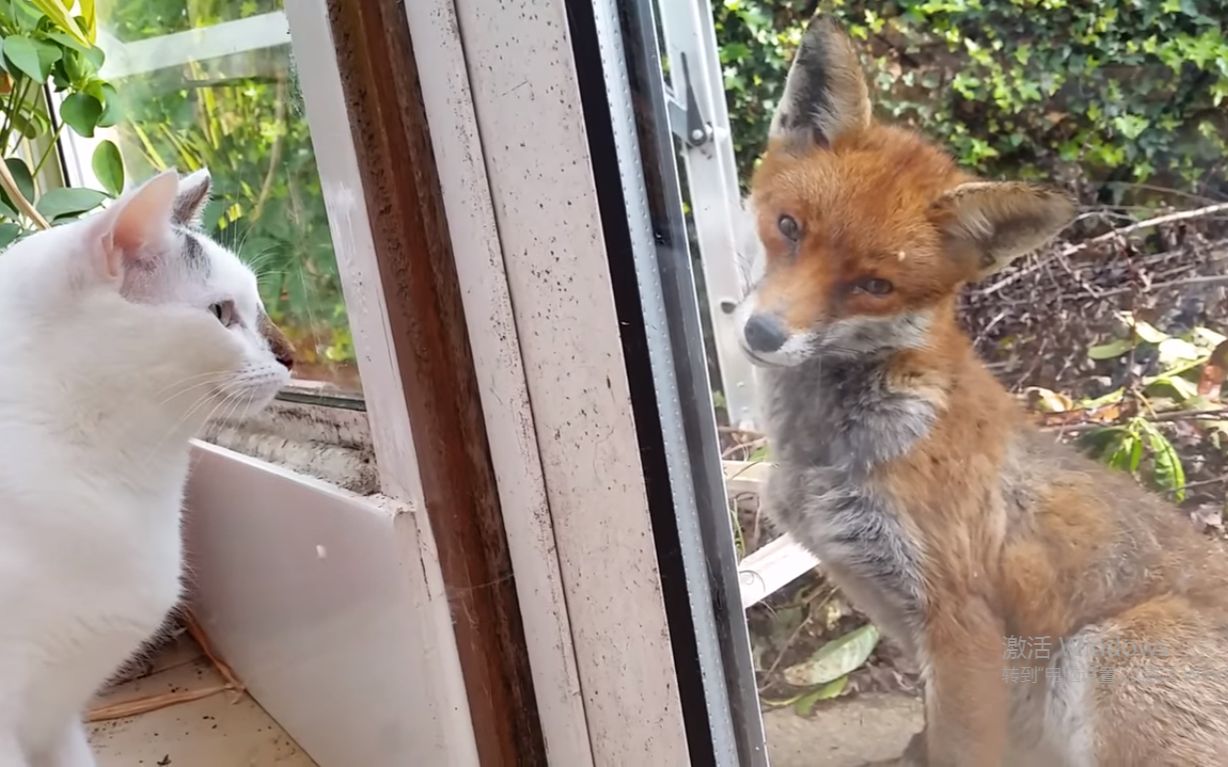 [图]第一次！我和我的猫直面狐狸先生