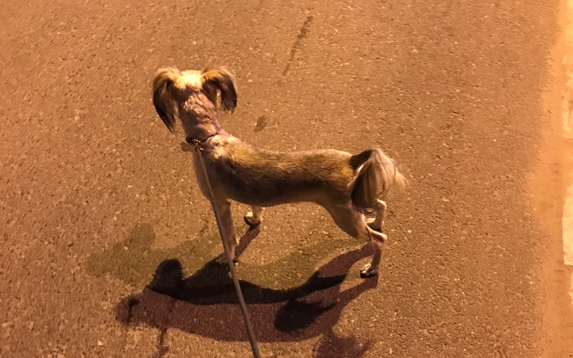 【狗狗】顺拐和正常走路无缝链接