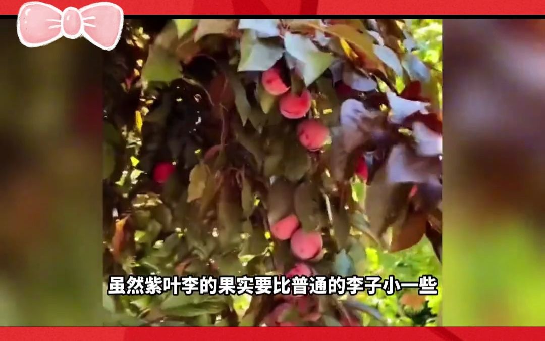 路边的“紫叶李”又要熟了,它究竟能不能吃?专家:最好别吃!哔哩哔哩bilibili