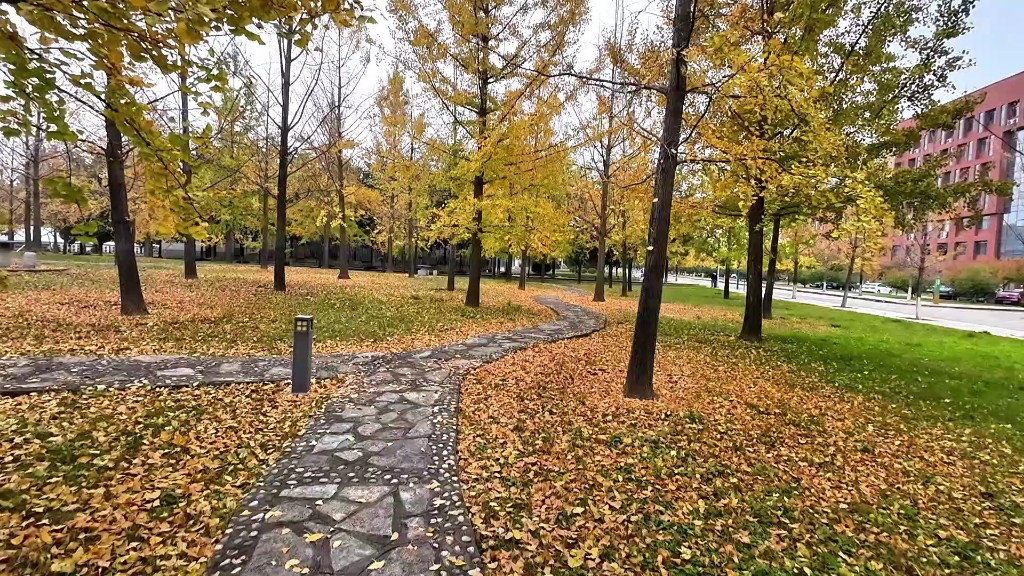 西安杨凌农科大银杏林