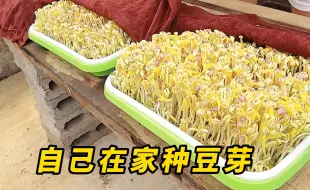 Descargar video: 自己在家种豆芽真的很简单，只需5天就能吃上新鲜健康的豆芽