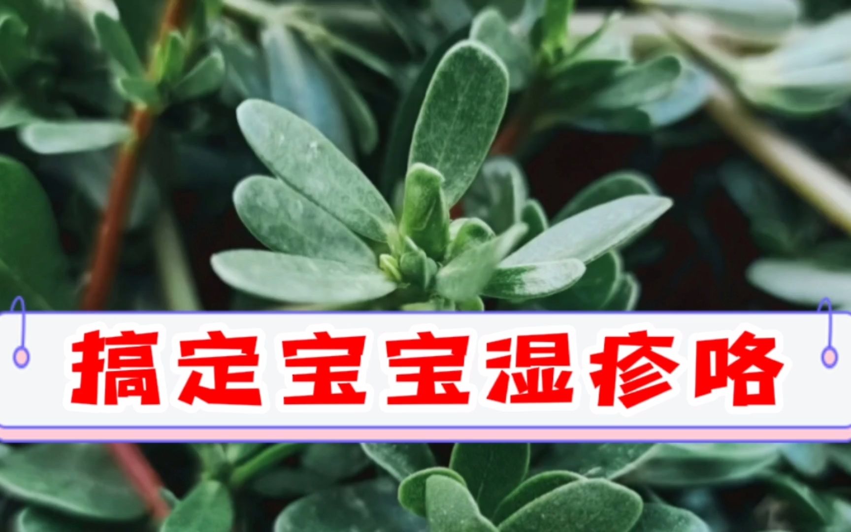 惊呆了!用马齿苋给宝宝泡澡,直接就能去除湿疹,赶紧学起来!