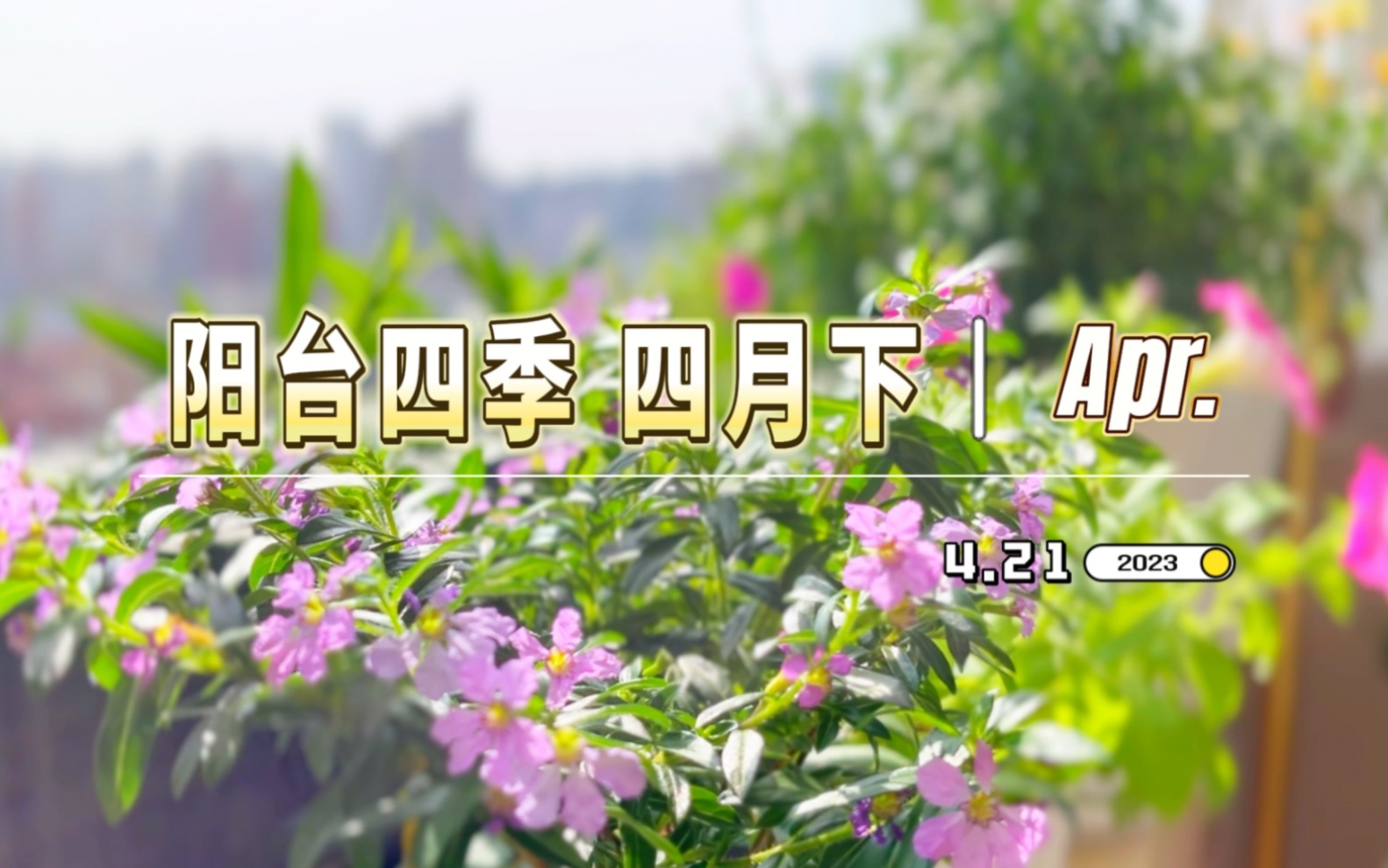 四月|角堇、安徽羽叶报春、仙客来 准备谢幕;花猫、天竺葵、玛格丽特 依然在线~哔哩哔哩bilibili