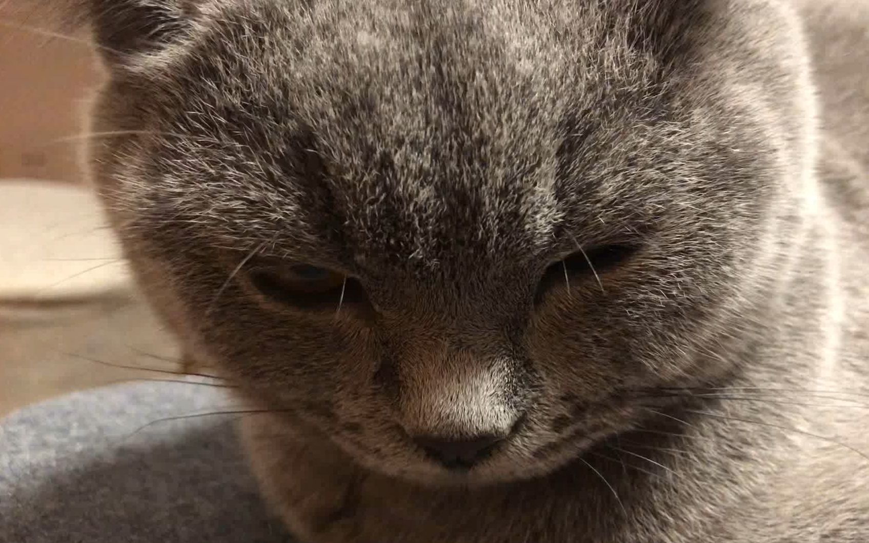 【英短蓝猫】我可能养了只傻猫,凶傻凶傻那种_哔哩哔哩 (゜-゜)つロ