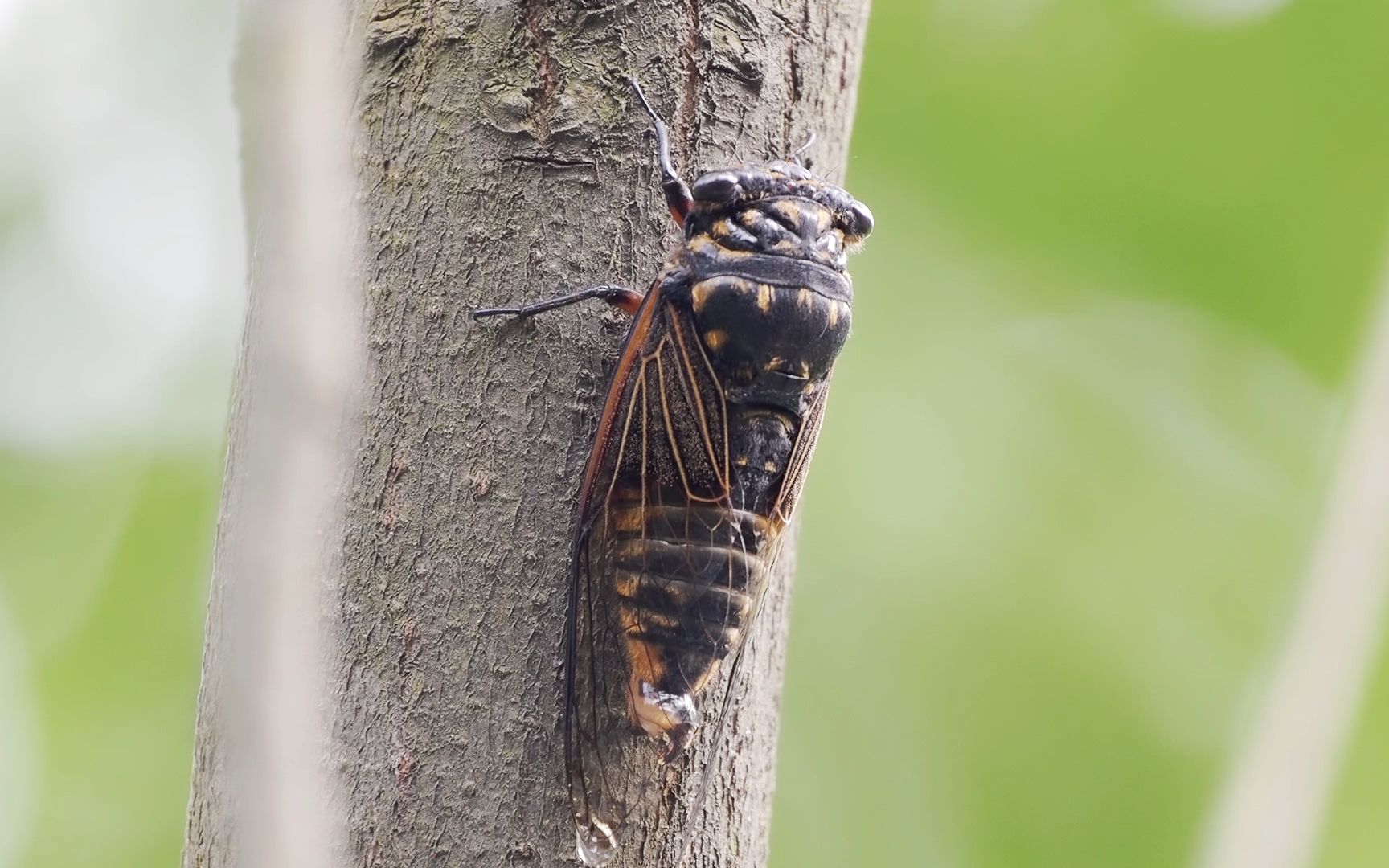 【行为图鉴】黑蚱蝉 吸食