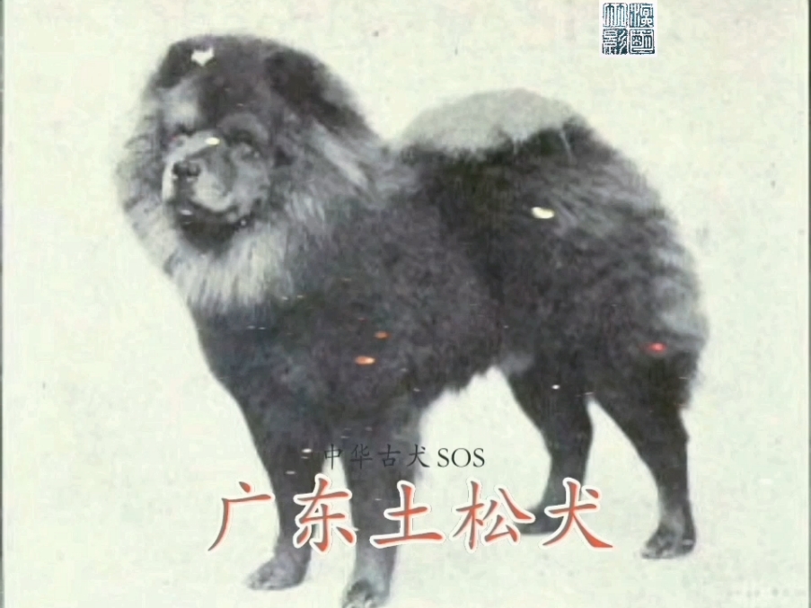 广东土松狮犬图片