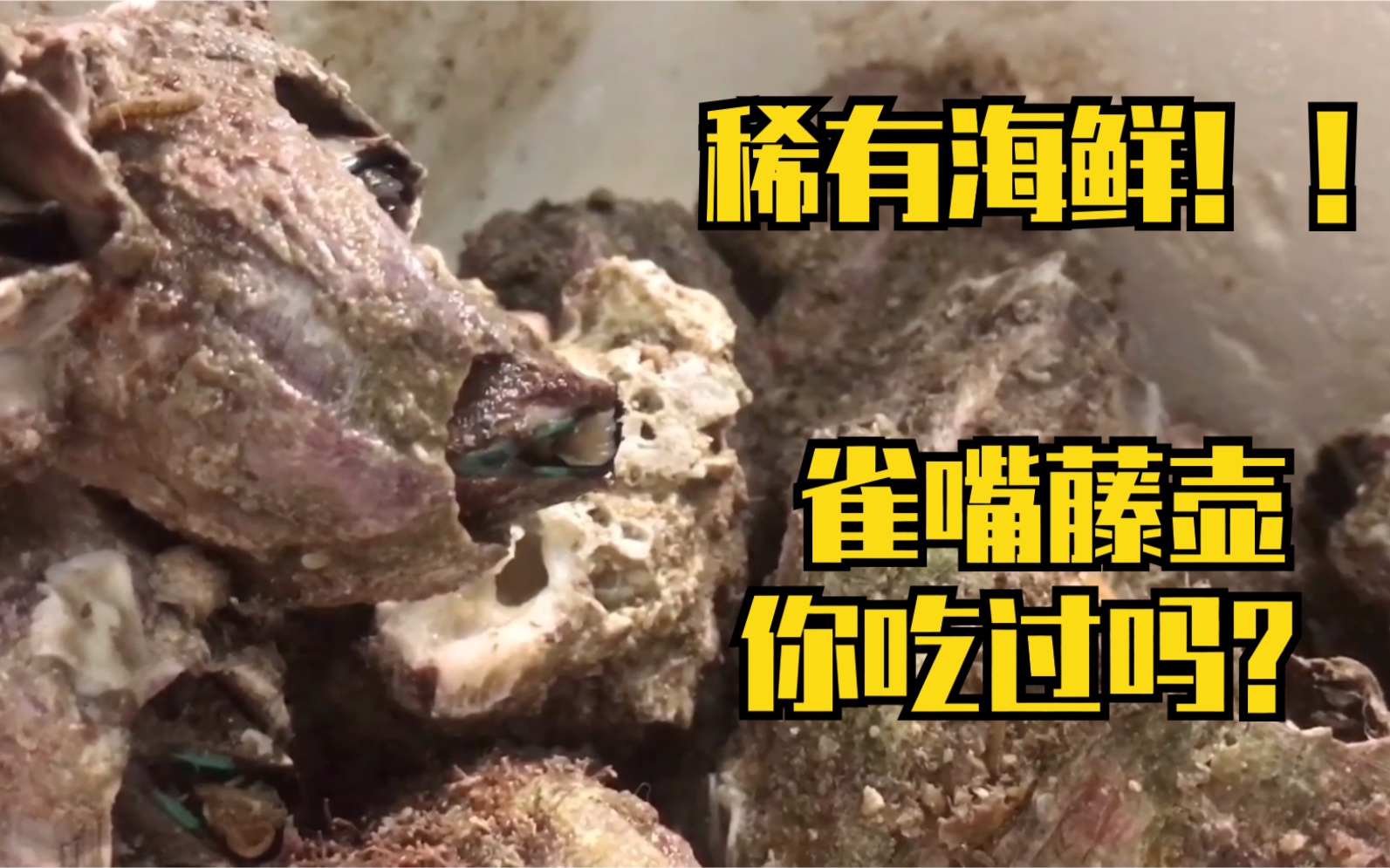 藤壶寄生在船底礁石的雀嘴藤壶你见过吗非常鲜甜味道赛螃蟹
