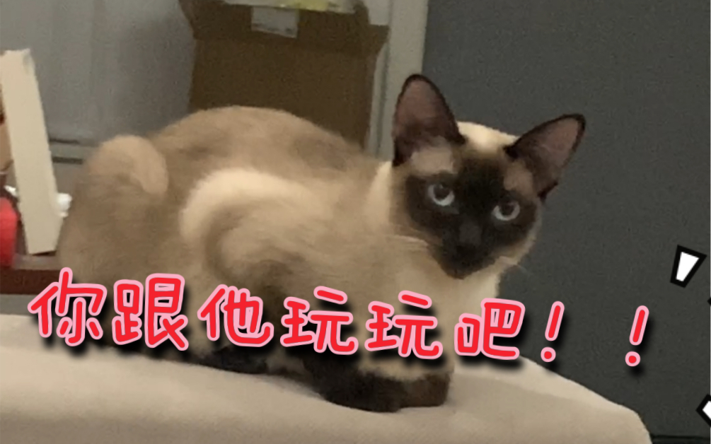 [图]养两只猫是什么体验？暹罗猫会吃猫的醋么？