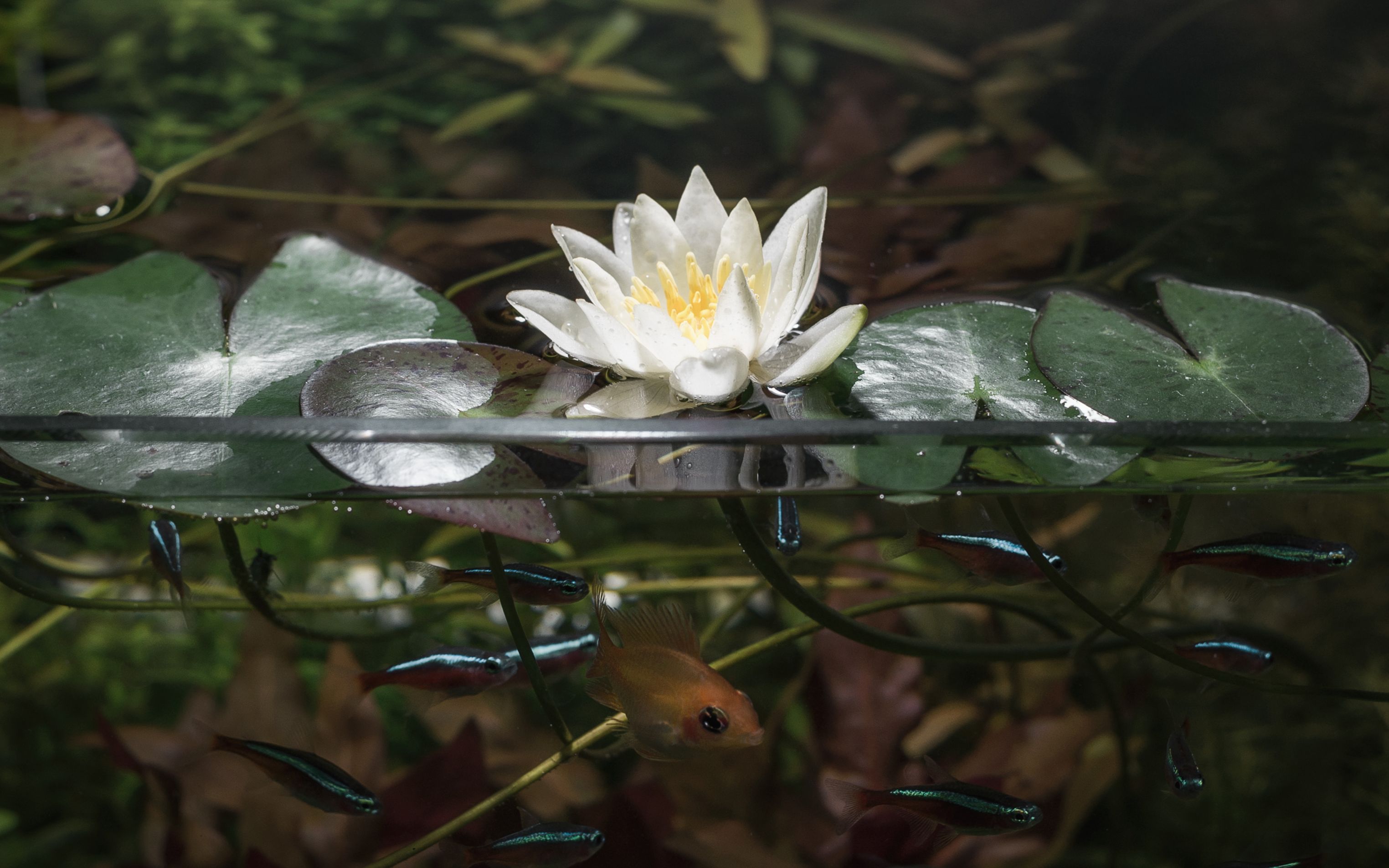 [图]海尔芙拉睡莲开花过程