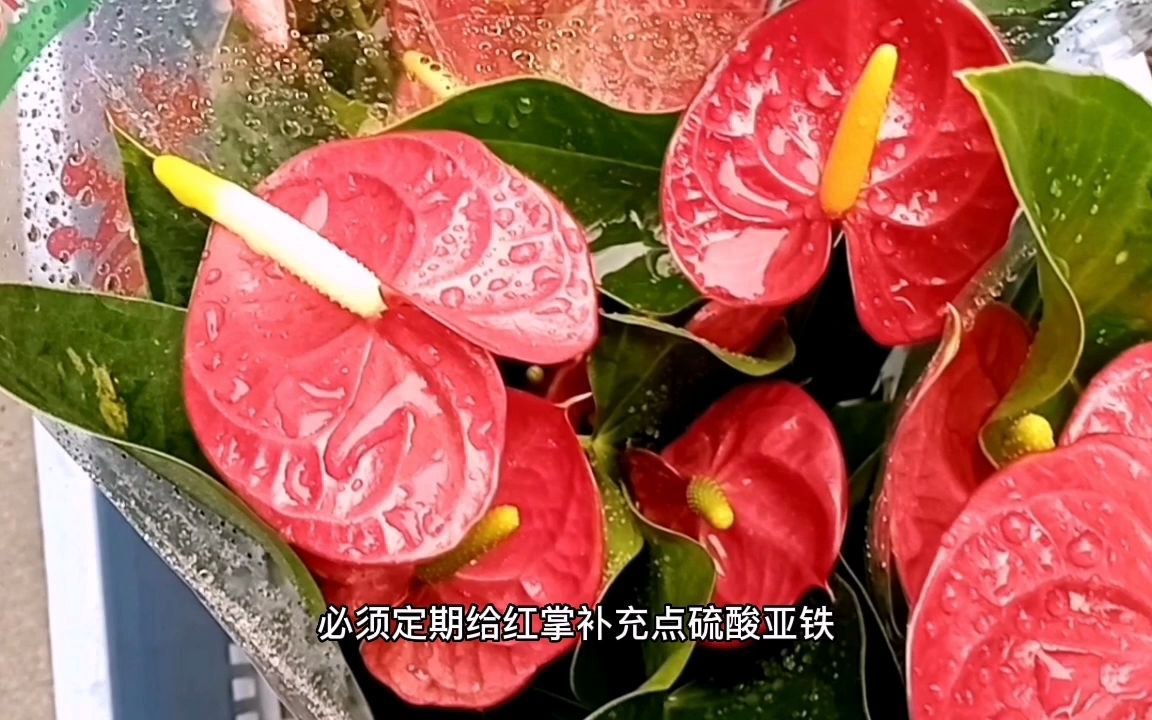 红掌的叶片发黄,别着急,给它“补点水”,自然就可以返青了哔哩哔哩bilibili