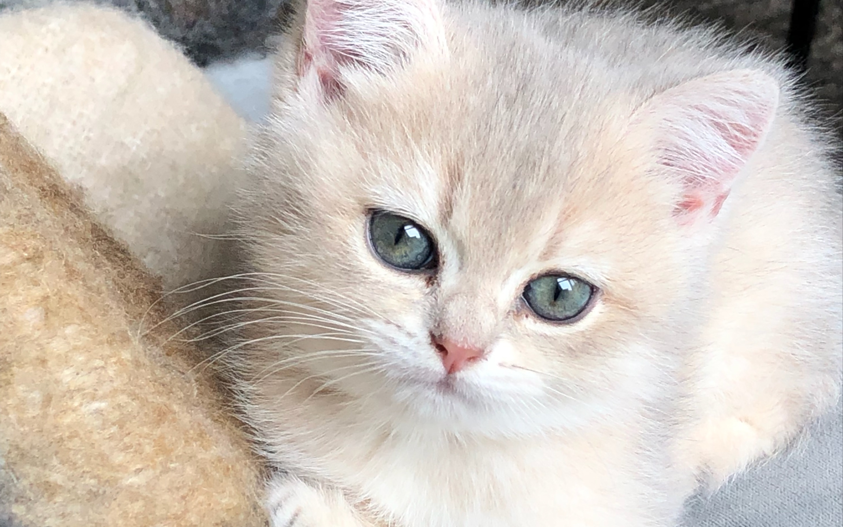 【英短蓝金渐层】跟所有猫都一样,小奶猫也不知道自己有尾巴猫可能真