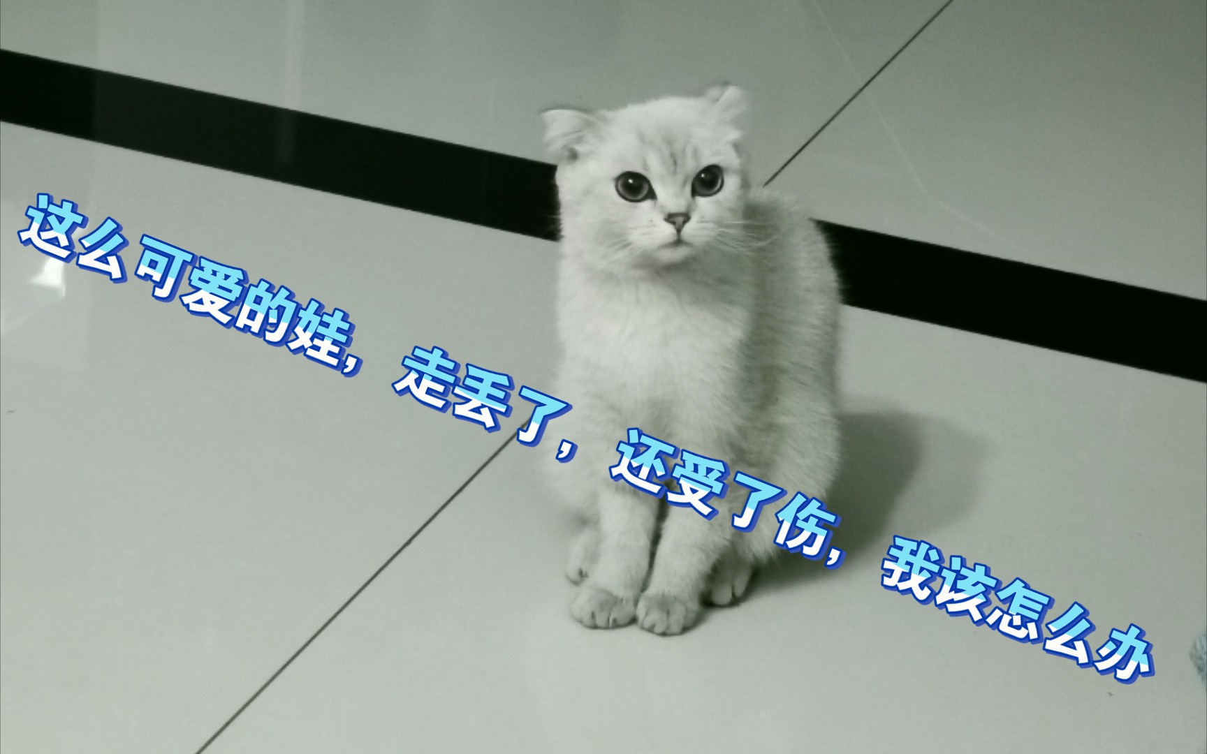 [图]一只受伤的小猫在门口喵喵了好久