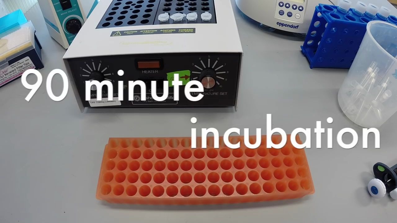 PCR Protocol Part 1: DNA Extraction