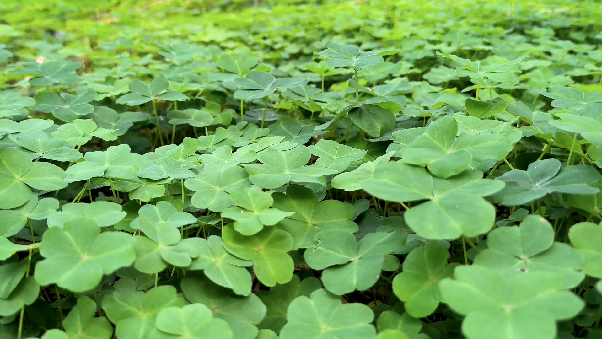 春天的绿色真的治愈