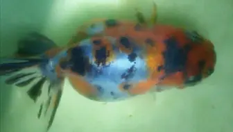 我家金鱼便秘了 哔哩哔哩 Bilibili