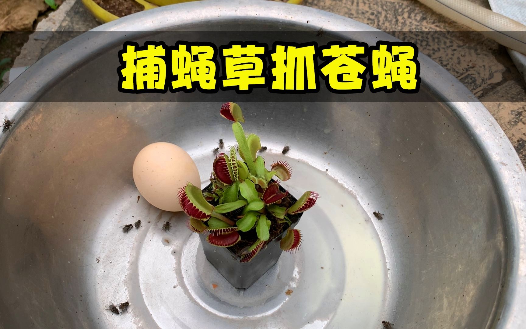 30元网购奇葩植物“捕蝇草”,看看能不能抓到苍蝇?哔哩哔哩bilibili