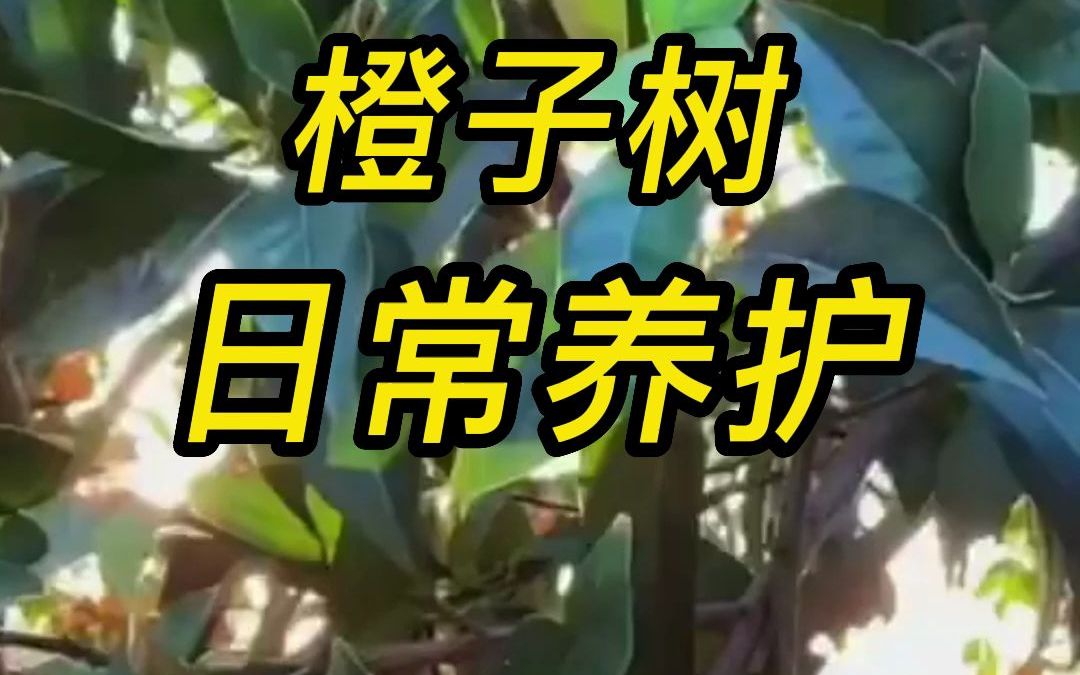 橙子树盆栽能长多高?如何养护哔哩哔哩bilibili